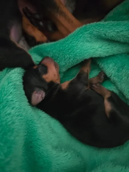 Vendo pincher nano  | Foto 2