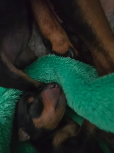 Vendo pincher nano  | Foto 1