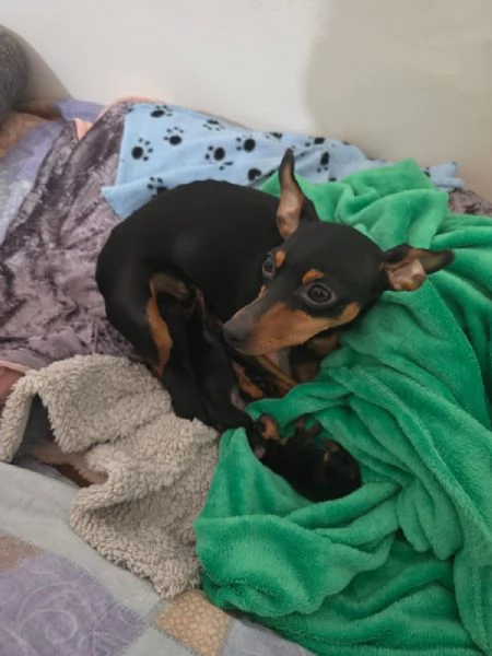 Vendo pincher nano  | Foto 0