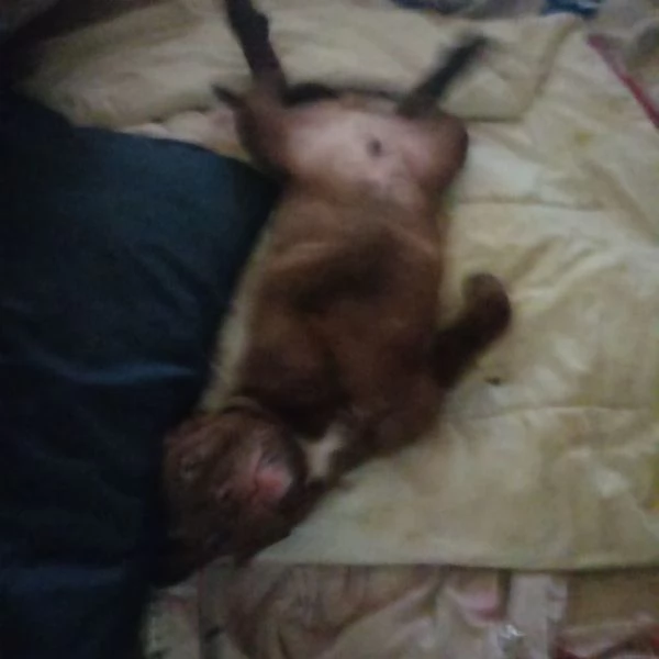 Cuccioli Pitbull Red Nose chocolat Novara 