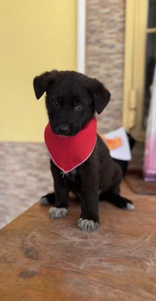 Cuccioletti in attesa di adozione 