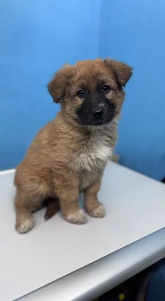 Cuccioletti in attesa di adozione  | Foto 3