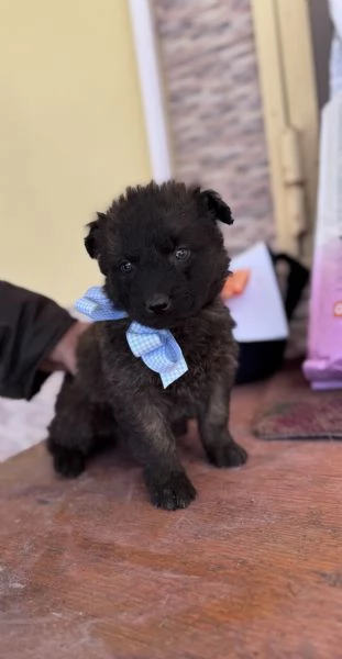 Cuccioletti in attesa di adozione  | Foto 2