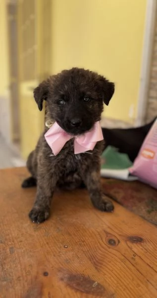 Cuccioletti in attesa di adozione  | Foto 0