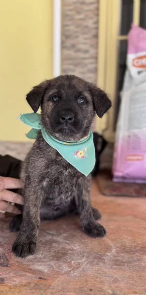 Cuccioletti in attesa di adozione  | Foto 1