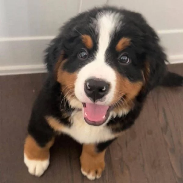 Simpatici cuccioli di montagna bernese 