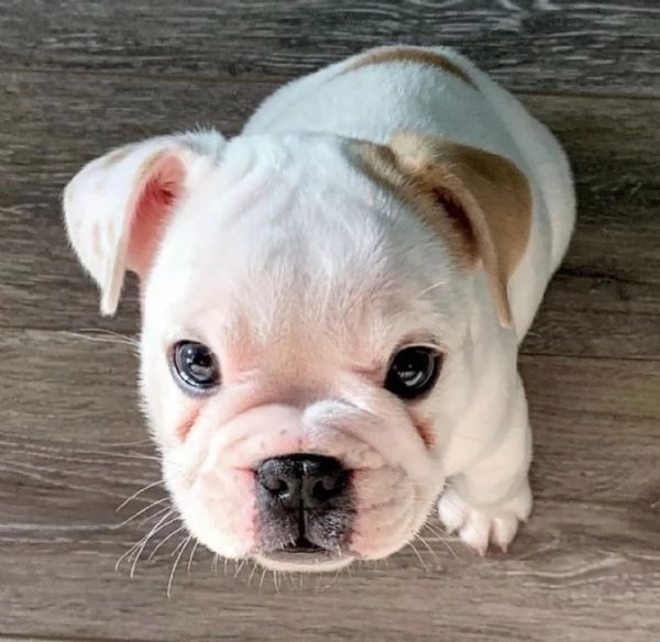 Regalo cuccioli di bulldog inglese femminucce e maschietti 