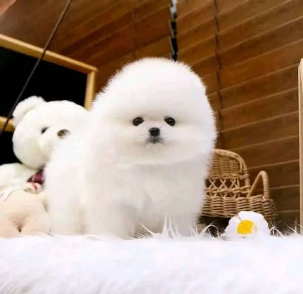 Regalo Cuccioli di pomerania maschio o femmina!!