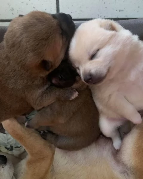 cucciolo di Shiba Inu