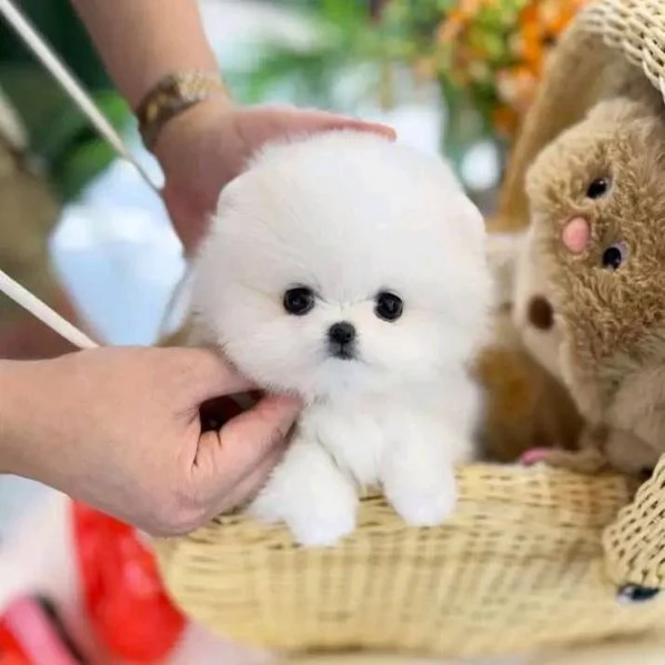 regalo Volpino Pomerania cuccioli
