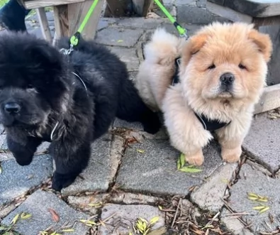 Bellissimi cuccioli di Chow chow bianci e neri