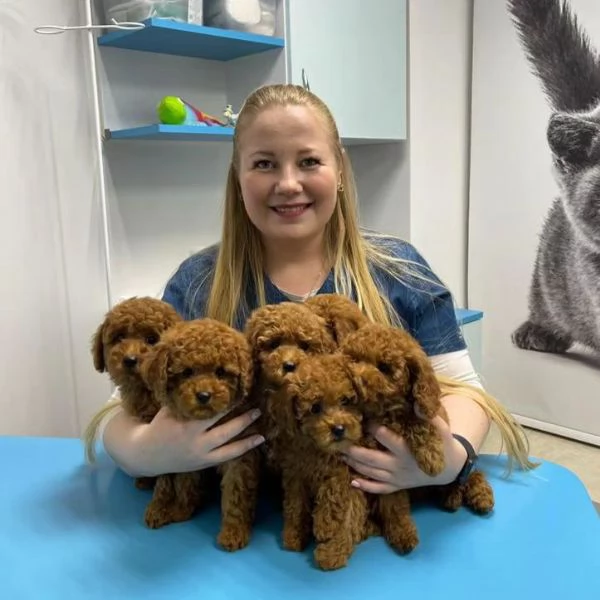 CUCCIOLI DI BARBONE TOY