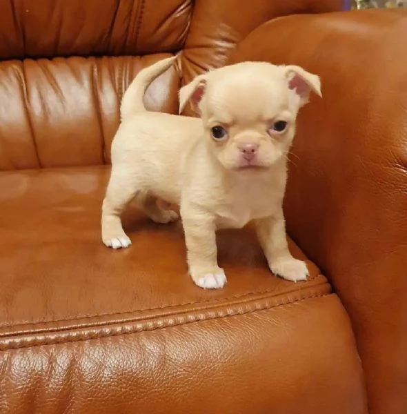 Cuccioli di Chihuahua