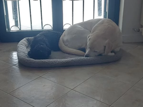 Cane tipo Schnauzer namo