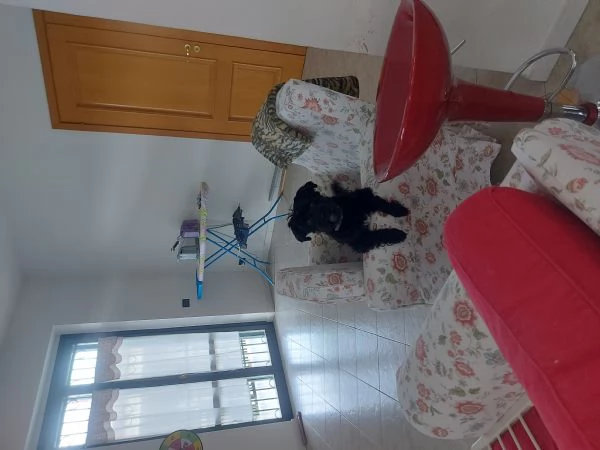 Cane tipo Schnauzer namo | Foto 1