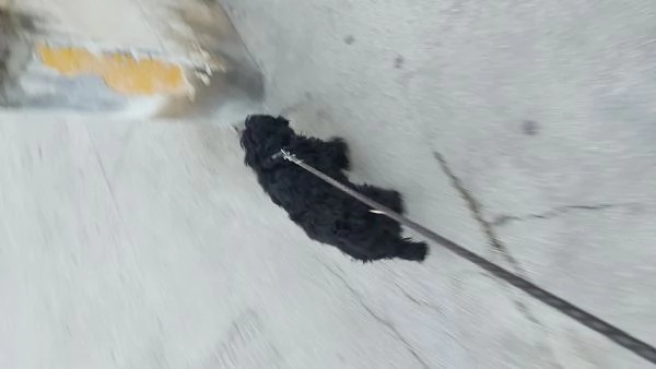 Cane tipo Schnauzer namo | Foto 0