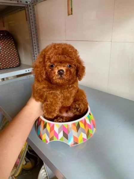 Disponibili Cuccioli di Barboncino Toy – Maschi e Femmine