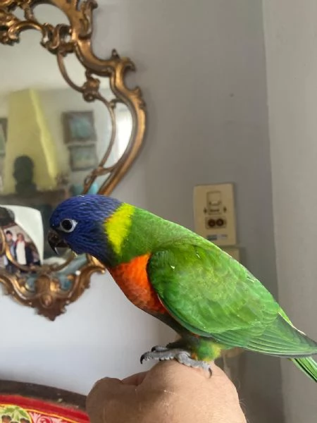 Pappagallo vendo | Foto 2