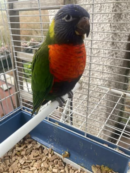 Pappagallo vendo | Foto 1