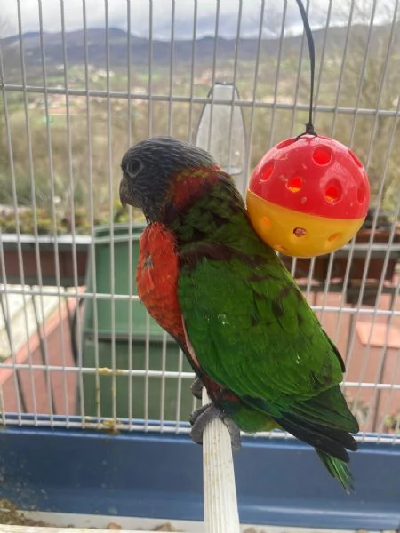 Pappagallo vendo | Foto 0