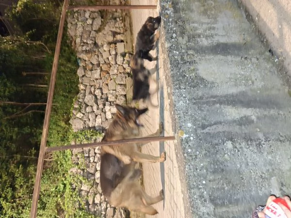 Vendo cuccioli di pastore tedesco 