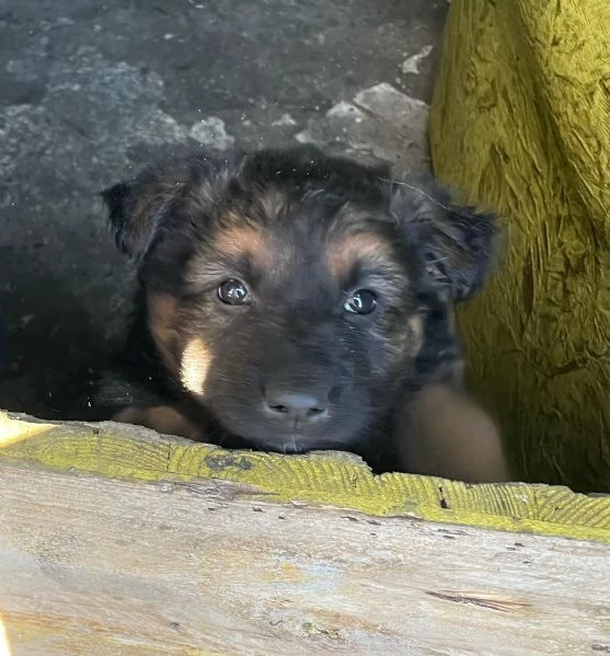 Vendo cuccioli di pastore tedesco  | Foto 1