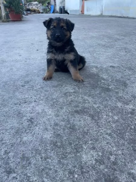 Vendo cuccioli di pastore tedesco  | Foto 0