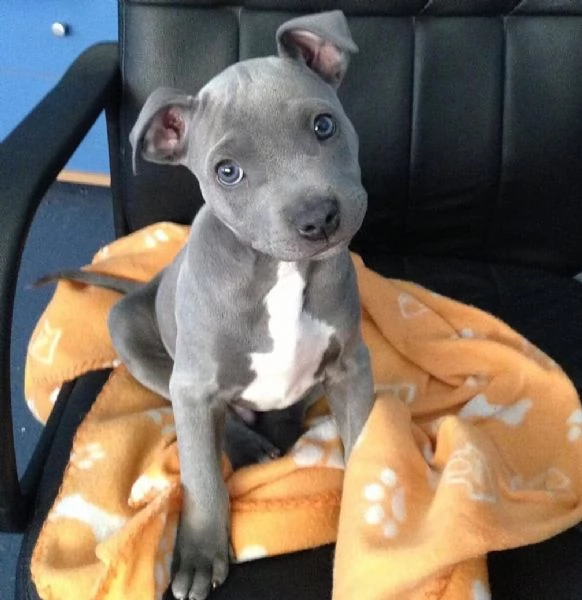Cuccioli di American Staffordshire Bull Terrier,