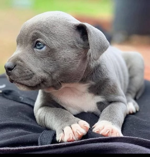 Cuccioli di Staffordshire Bull Terrier