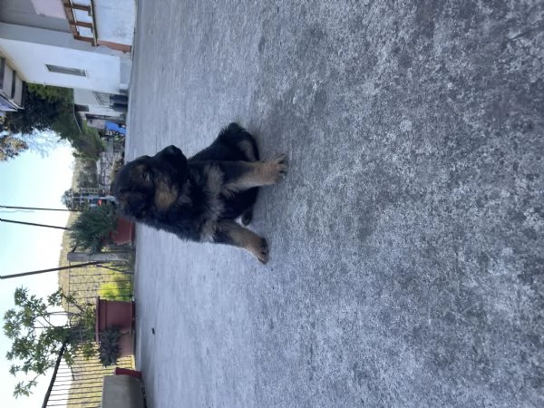 Pastore tedesco  | Foto 3