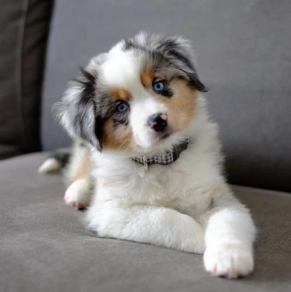 Cuccioli di Pastore Australiano