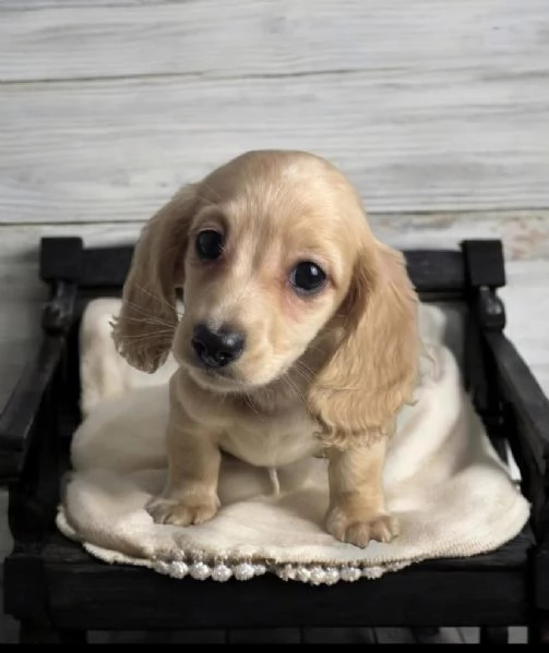 Bassotto nana Maschio e femmina 