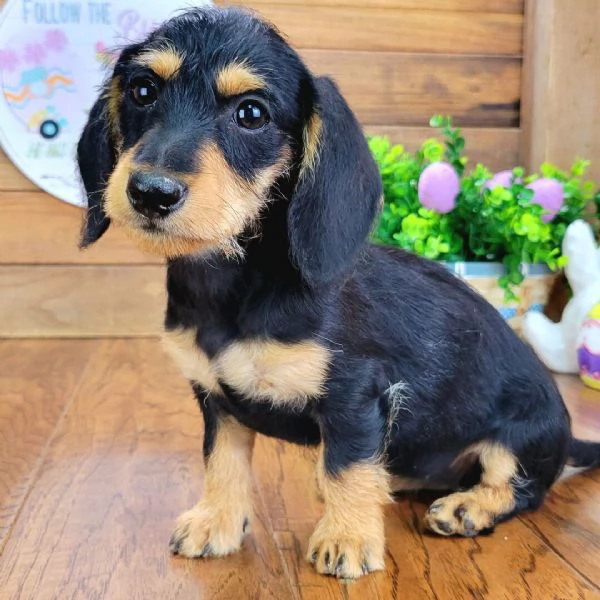 Bassotto nana Maschio e femmina  | Foto 0