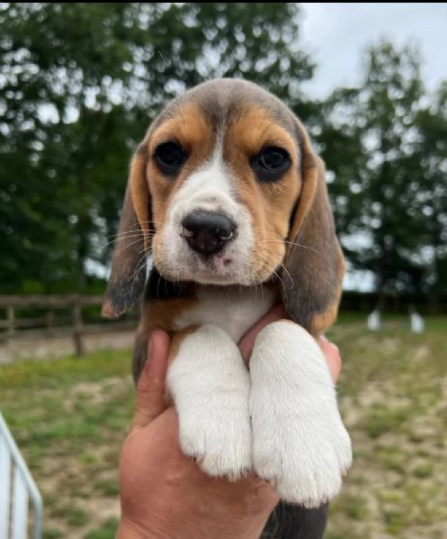 Dolce Beagle  | Foto 0
