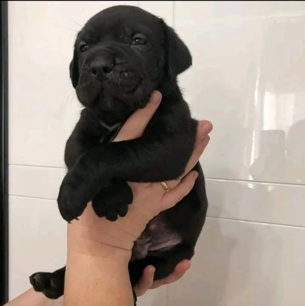 Cane Corso nero in adozione. | Foto 0