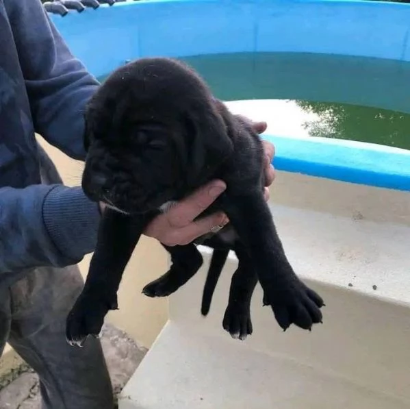 Cane Corso nero in adozione.