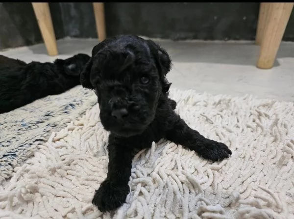 Barboncino nero e marrone