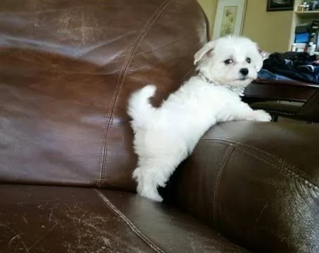 Mini Maltese  disponibili | Foto 0