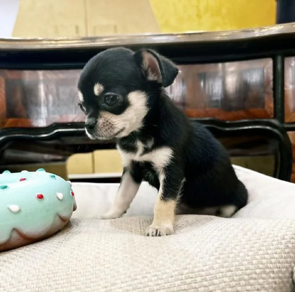 Il chihuahua nero incontra il chihuahua grigio. | Foto 0