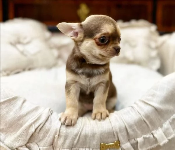 Il chihuahua nero incontra il chihuahua grigio.