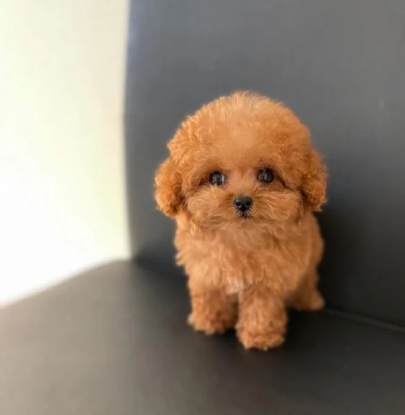 Piccola taglia Barboncino | Foto 0