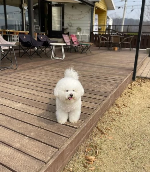 REGALO BICHON | Foto 0