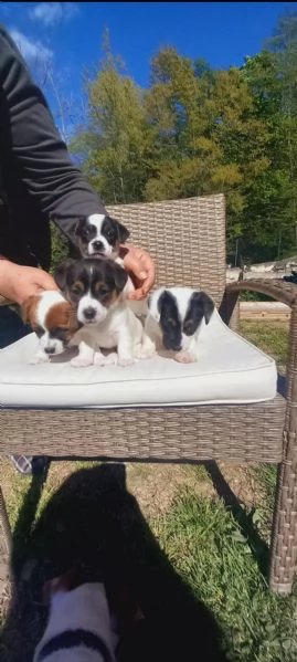 Jack russell  | Foto 0