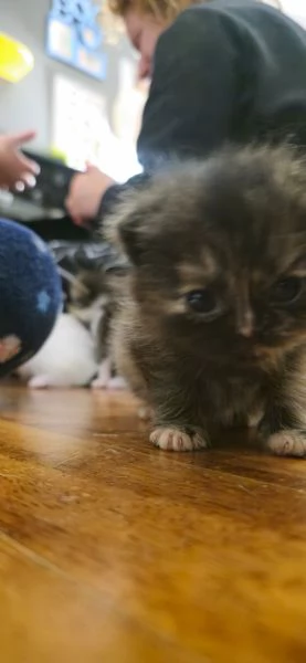 Scottish Fold Scottish Staraight longhair e shorthair  | Foto 8