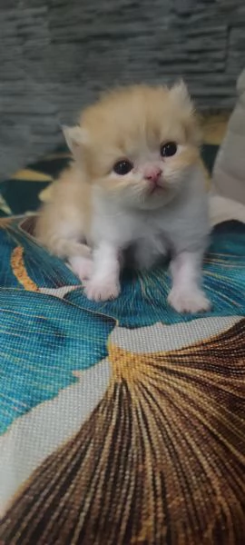 Scottish Fold Scottish Staraight longhair e shorthair  | Foto 7