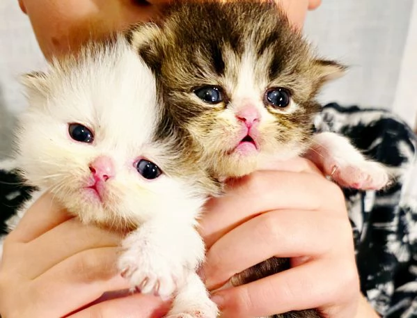 Scottish Fold Scottish Staraight longhair e shorthair  | Foto 6