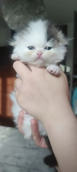 Scottish Fold Scottish Staraight longhair e shorthair  | Foto 5