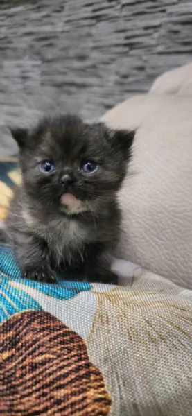 Scottish Fold Scottish Staraight longhair e shorthair  | Foto 4