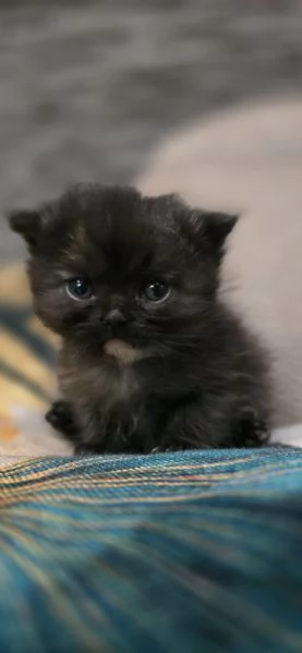 Scottish Fold Scottish Staraight longhair e shorthair  | Foto 3
