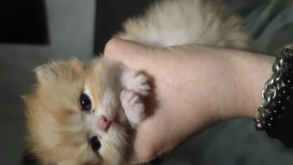 Scottish Fold Scottish Staraight longhair e shorthair  | Foto 2